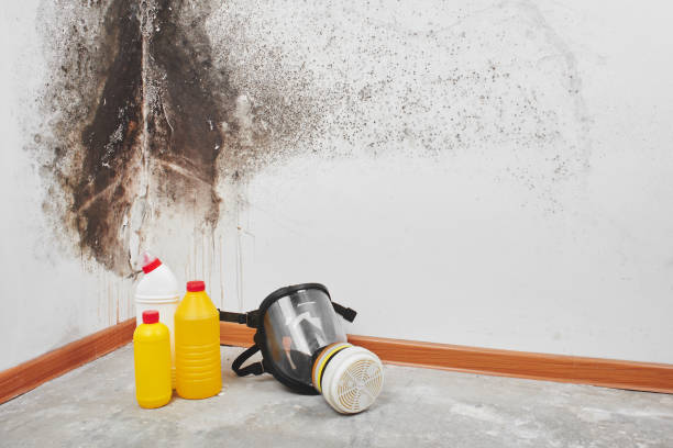 Best Preventive Mold Services in Passaic, NJ