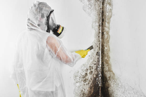Best Mold Remediation for Specific Building Types in Passaic, NJ