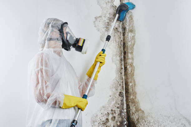 Best DIY Mold Remediation Support Services in Passaic, NJ