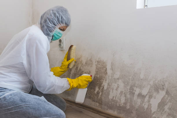 Best Black Mold Remediation in Passaic, NJ