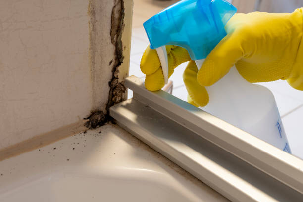 Best Attic Mold Remediation in Passaic, NJ