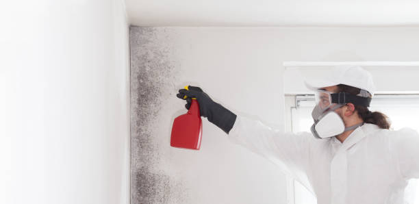Best Industrial Mold Remediation in Passaic, NJ