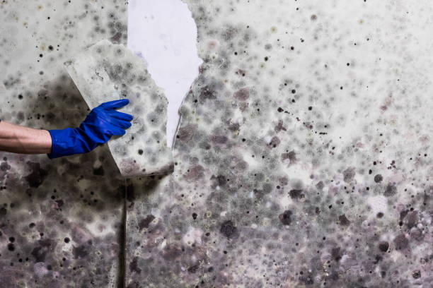 Best White Mold Remediation in Passaic, NJ