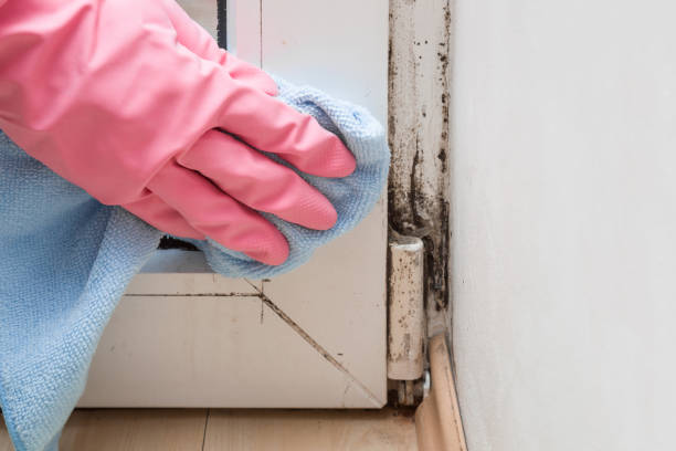 Best Post-Flood Mold Remediation in Passaic, NJ